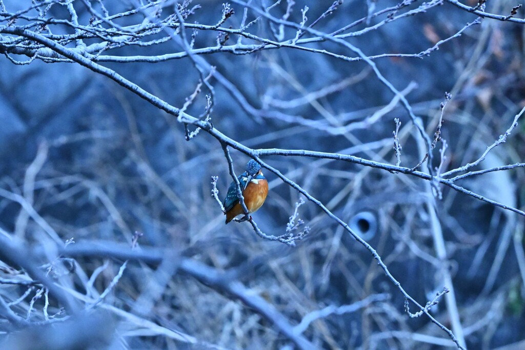 カワセミ