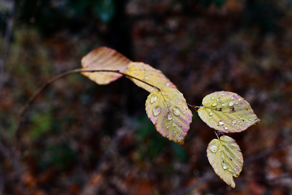 雨粒