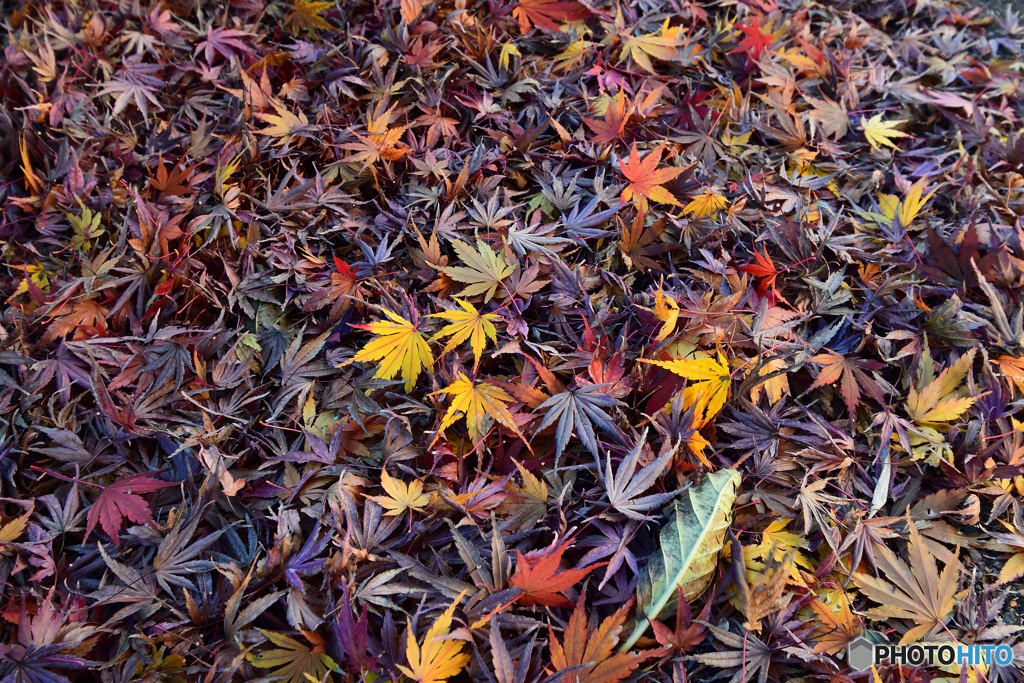 Autumn