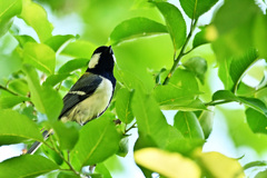 新緑に囲まれたシジュウカラ