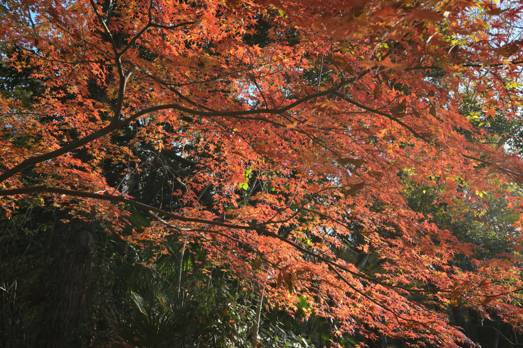 紅葉
