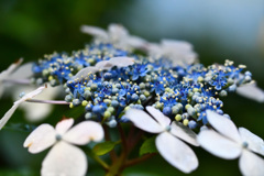 紫陽花