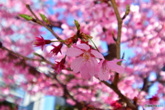 桜