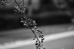 蔦に実り