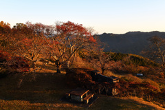 朝日の中の紅葉