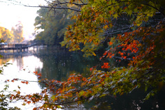 井の頭公園1