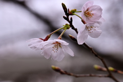 sakura-1