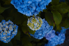 紫陽花01