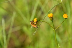 DSC_9913-2