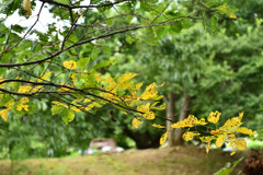 DSC_9619