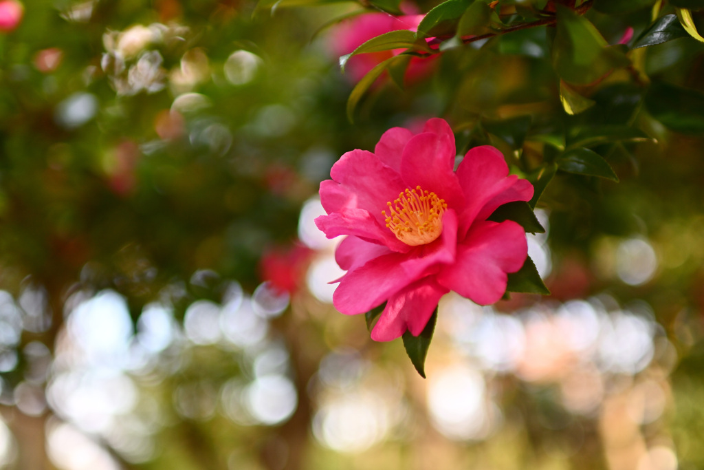 山茶花