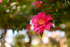 山茶花