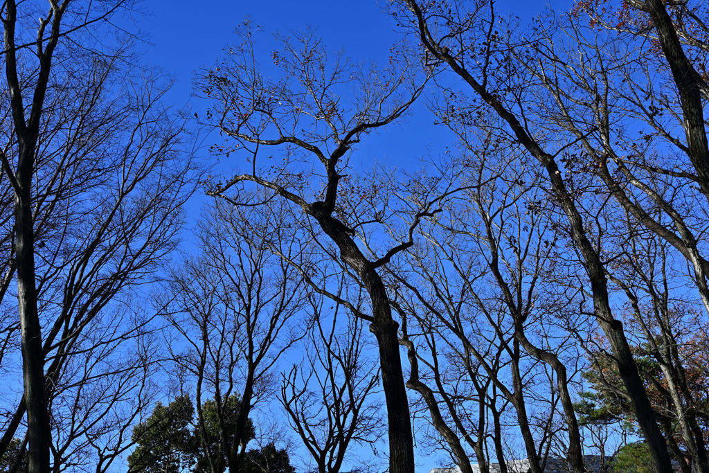 木立