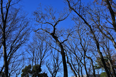木立