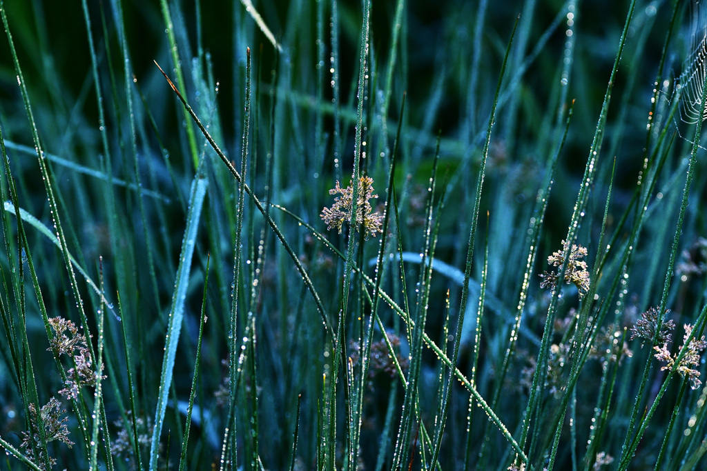 朝露2