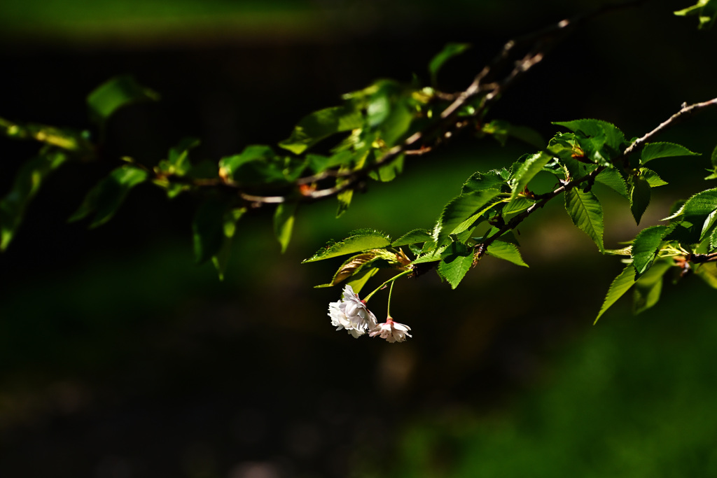 葉桜