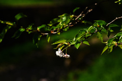 葉桜