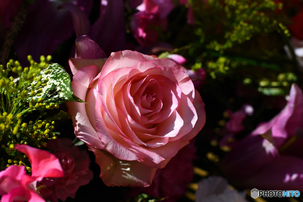 薔薇