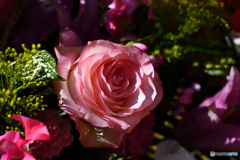 薔薇