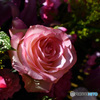 薔薇