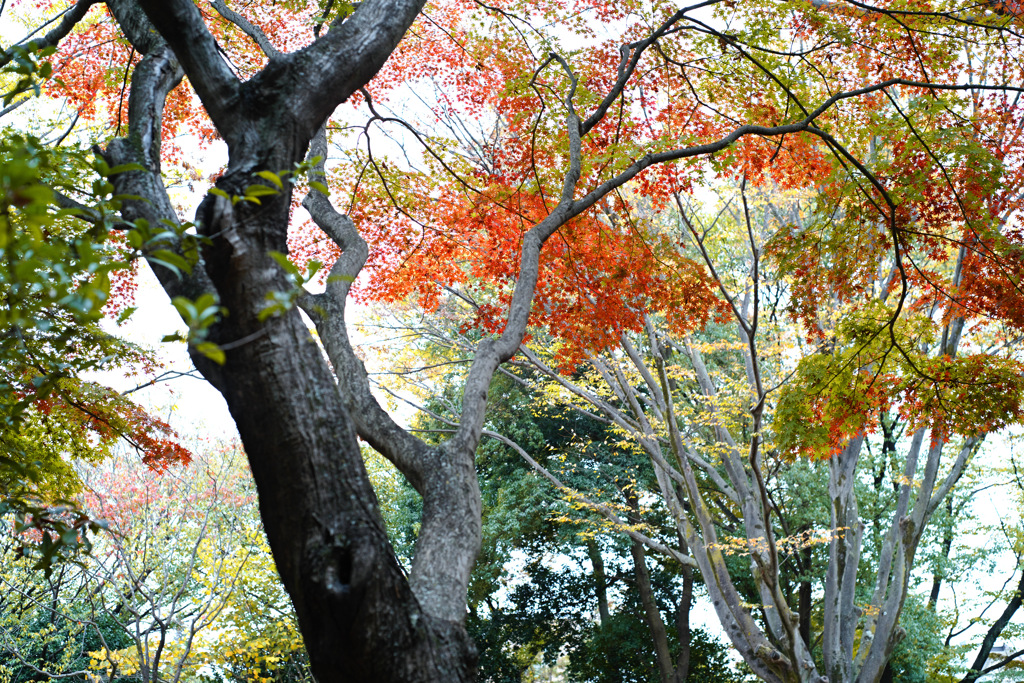 公園の秋色３