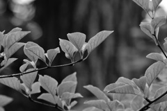 DSC_0997