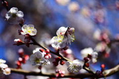梅花