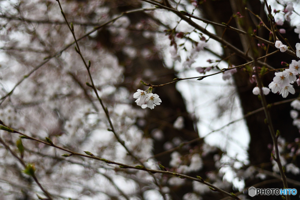 桜