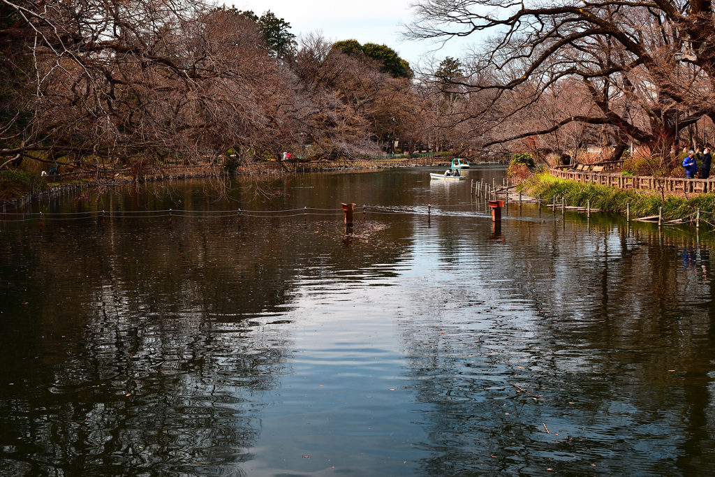 井の頭公園