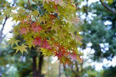 公園の秋色1