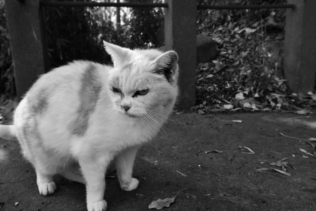 猫