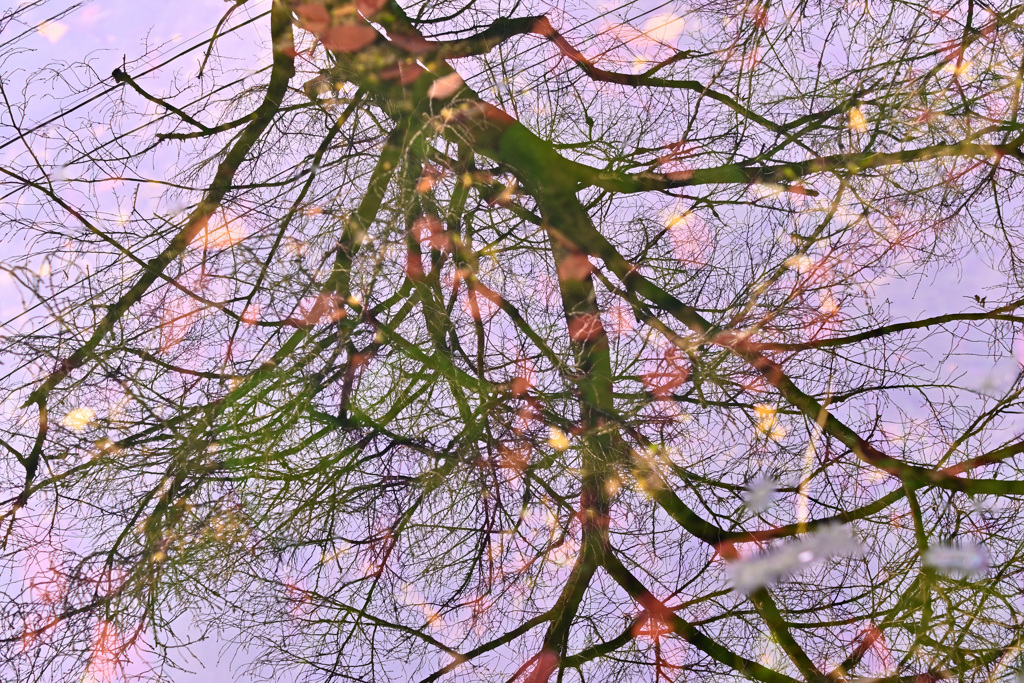 川面の木立