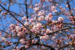 梅