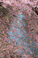DSC_7111