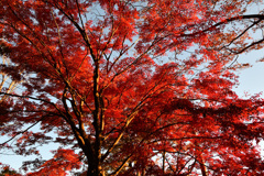 紅葉