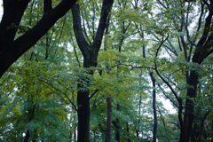 公園の木03