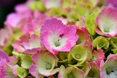 紫陽花