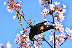 桜とヒヨドリ