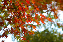 公園の秋色２