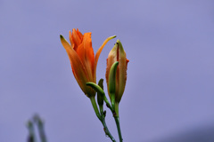 DSC_0433_01
