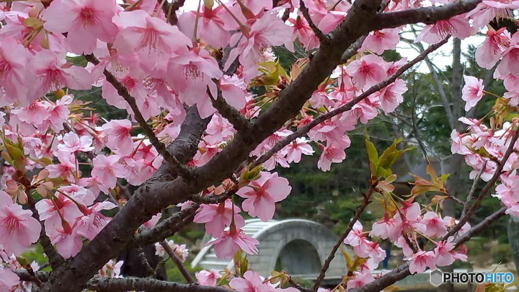 桜と石橋（縮景園）