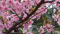 桜と石橋（縮景園）