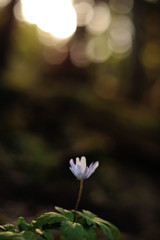 春2