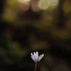 春2