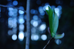 春5