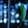 春5