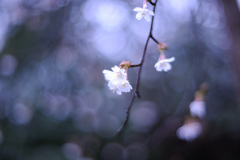 春
