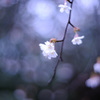 春