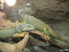 鳥羽水族館_01