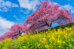 河津桜と菜の花